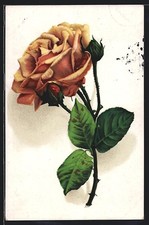 Gelbe Rose mit Knospen, Ansichtskarte 1916 