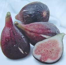 Ficus carica 'Peretta'®