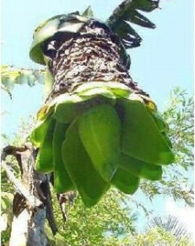 Schneebanane winterharte - schneebanane,