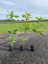 10st. Roteichen 50-80cm im Topf Quercus rubra Laubgehölze Forstpflanzen Roteiche