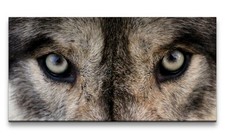 120x60cm Leinwandbild Wolf