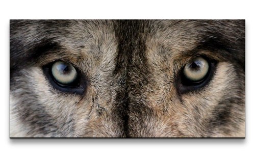 120x60cm leinwandbild wolf - 120x60cm,