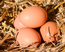 Täglich frische Eier von Bio