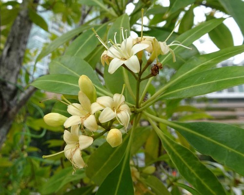 Eisenbaum tembusu ironwood - -,