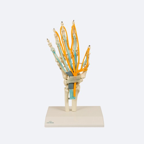 Anatomisches hand skelett - hand,
