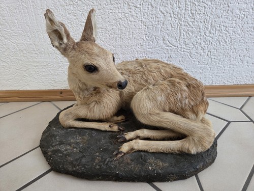 Reh rehkitz kitz tierpräparat - reh,