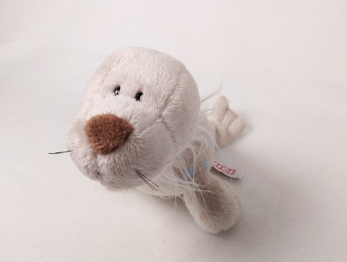 Nici robbe seehund - seehund,