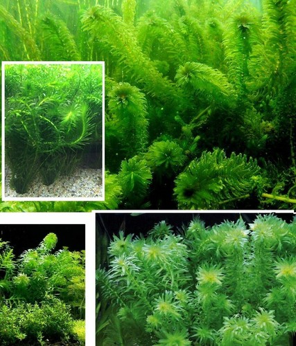 Wasserpest teichpflanzen - wasserpest,