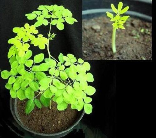 Meerrettichbaum pflanze für - meerrettichbaum,