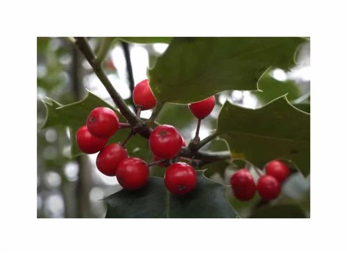 10x ilex aquifolium - 10x,