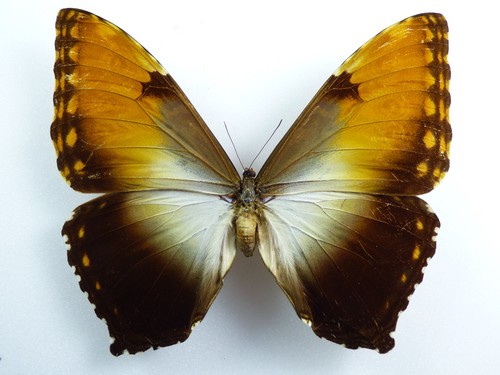 Morpho hecuba ssp obidonus - morpho, ssp.