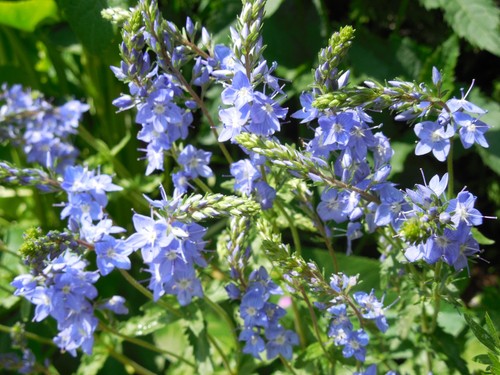 Pflanze/Blume/Staude