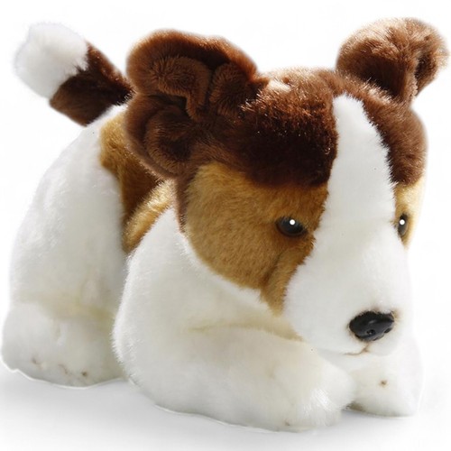 Carl dick jack russel terrier - jack,