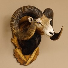 Mufflon (Ovis gmelini musimon)