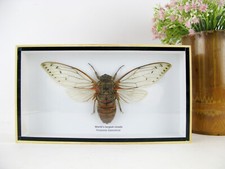 Ein echtes exotisches Insekt -