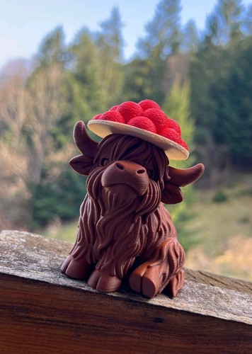 Hochlandrind trifft