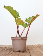 Rheum rhabarbarum red - rheum,