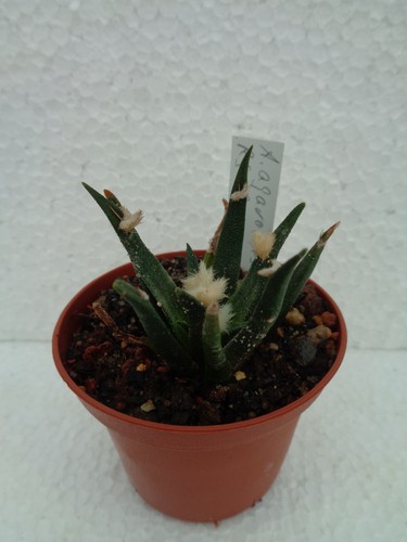 Ariocarpus agavoides rs602 - ariocarpus,