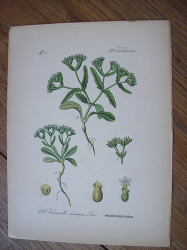 Antike chromo lithographie - antike, chromo-lithographie