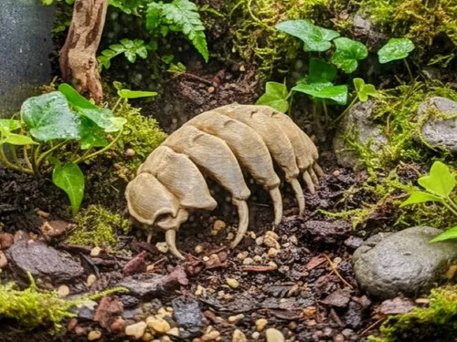 Isopodenfossildeko gelände - |,