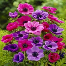 Anemonen, Anemone Blanda