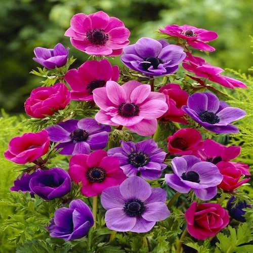 Anemonen anemone blanda - anemone,