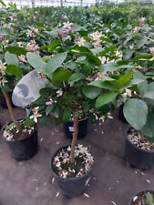 Zitronenbaum Meyer-Zitrone Citrus Meyeri ca. 80  cm Zitrone, stark duftend