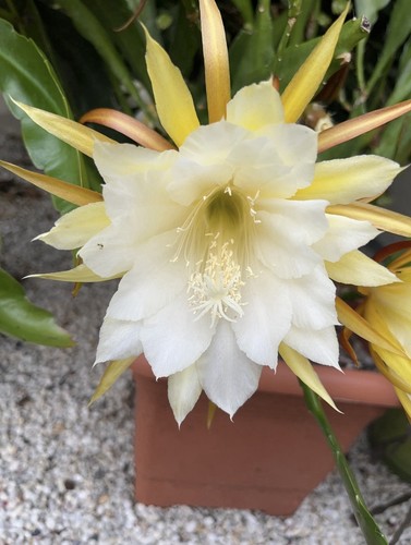 Epiphyllum blattkaktus - epiphyllum,,