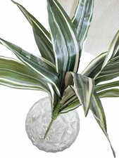 Drachenbaum Dracaena Palme