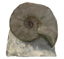 Trias  Standstück mit Ceratites praenodosus  Top Ceratit  Bad Neustadt  W115-2