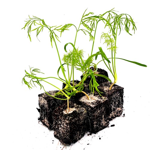 Fenchel jungpflanzen 6er - jungpflanzen, 6er-set