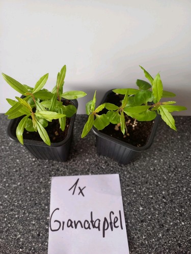 Granadilla und granatapfel - granadilla, -und