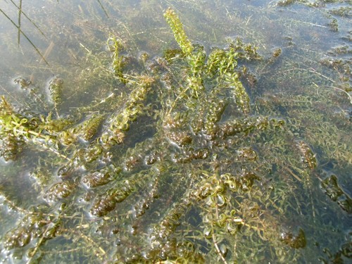 Unterwasserpflanzen 10 ltr - ,