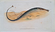 Donovan Sea Needle Syngnathus