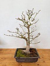 Bonsai Acer Palmatum Tsunabeni