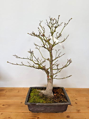 Bonsai acer palmatum - acer, tsunabeni