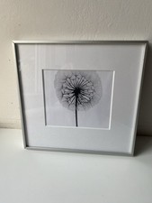 Alu Rahmen Bild Druck Pusteblume Bilderrahmen Impressionen Skandi Deko 