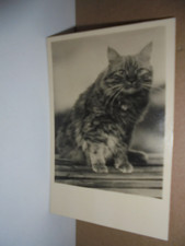 Künstler AK   Katze  nicht