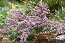 Cytisus purpureus