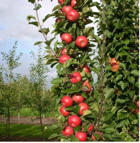 Säulenapfel ballerina - säulenapfel, –