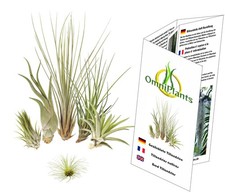 Tillandsien 5er-Mix + eine 1