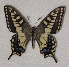Papilio saharae saharae - Male