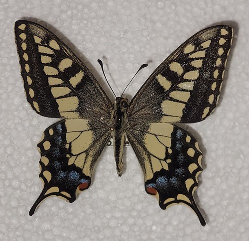 Papilio saharae male - papilio,