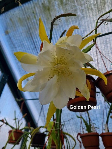 Epicactus golden pearl - epicactus,