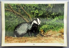 Schulwandkarte retro Rollbild Landhausstil Deko vintage Poster Dachs Meles meles