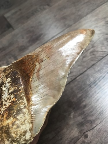 Megalodon zahn 349 gramm - megalodon,