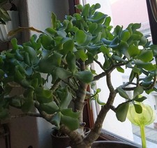 1 Ableger Crassula ovata