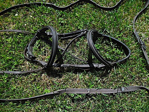 Bitless bridle gebisslose - bitless,