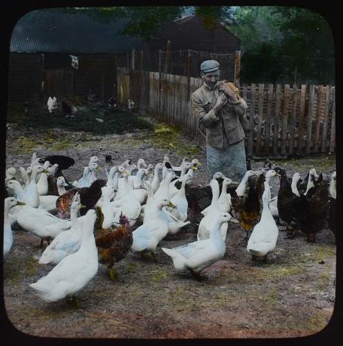 Foto bauer füttert - foto,