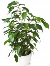 100 Samen Birkenfeige (Ficus benjamina) beliebte Zimmerpflanze, Benjamini, Fikus